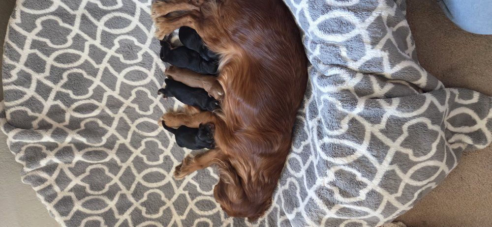cavalier king charles spaniel