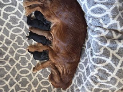 cavalier king charles spaniel
