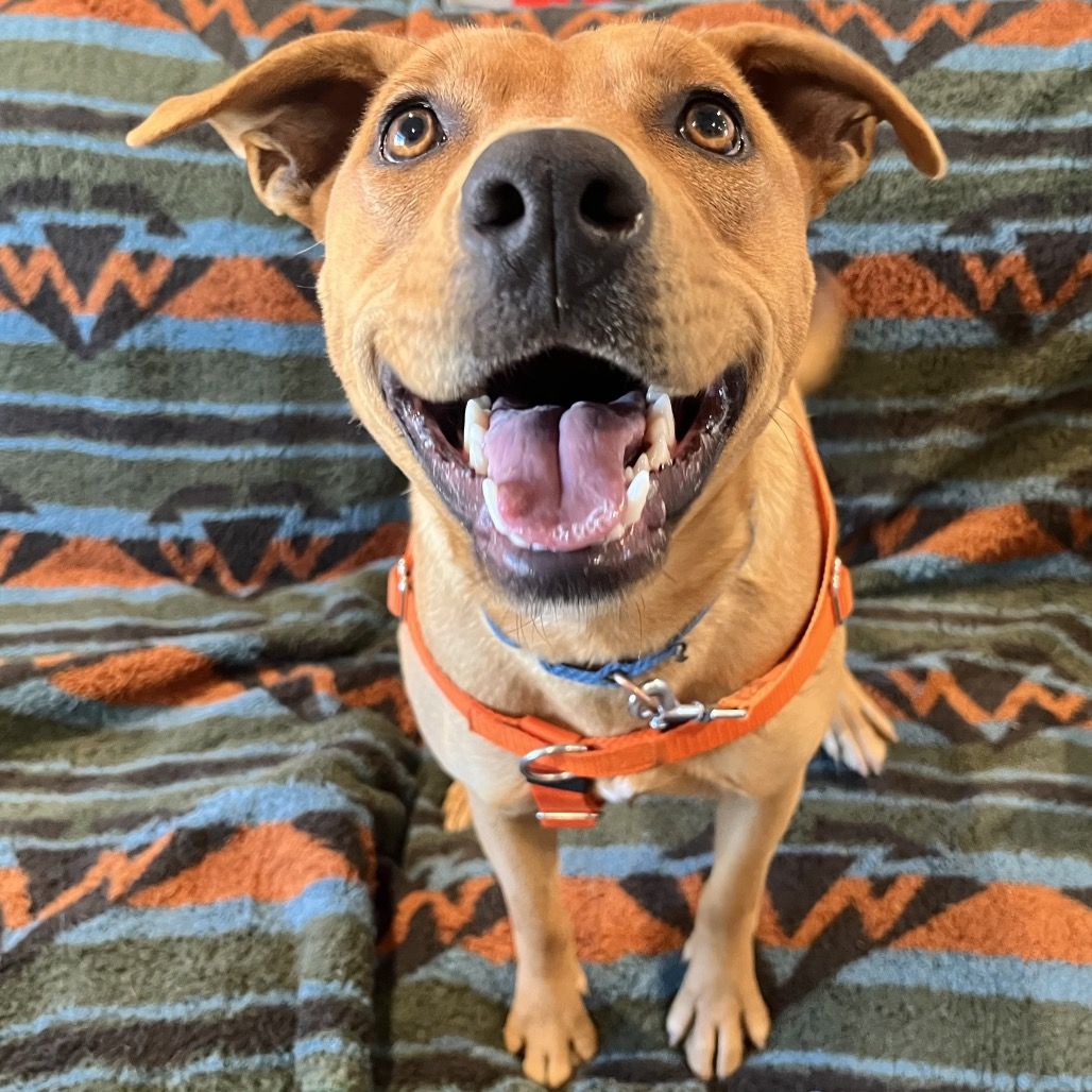 Hello my name is Buffy