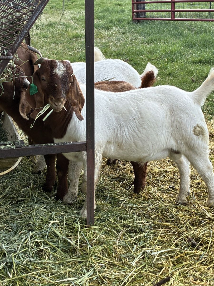Purebred Boer Bucklings