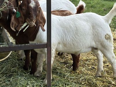 Purebred Boer Bucklings