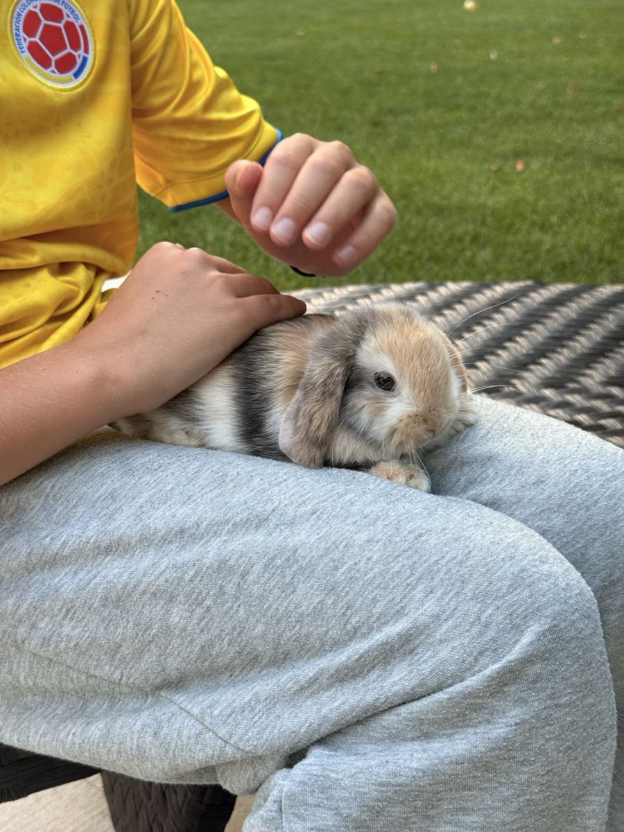 Purebred Holland lop buck