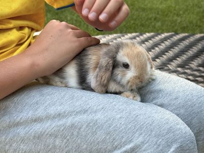 Purebred Holland lop buck