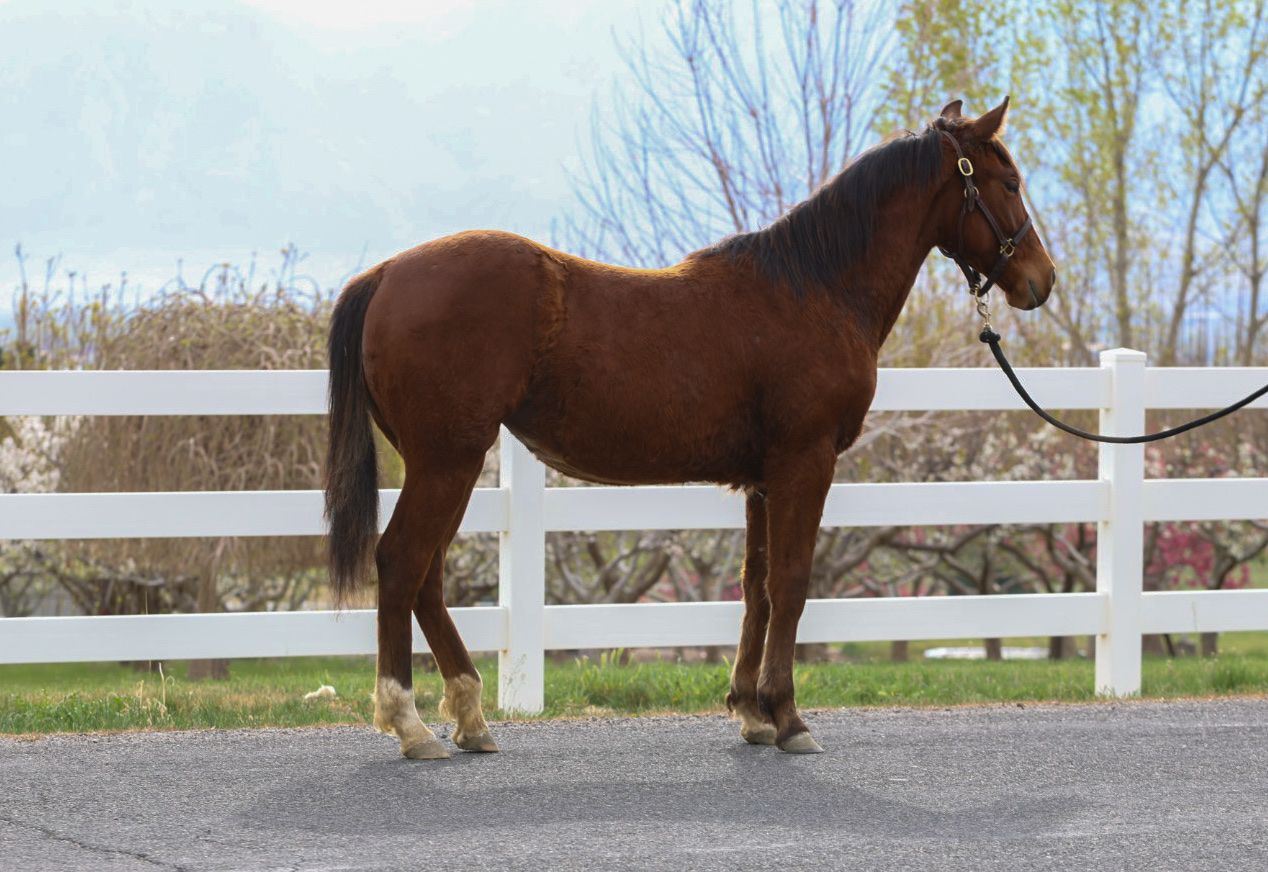 AQHA MARE. All Around Horse.