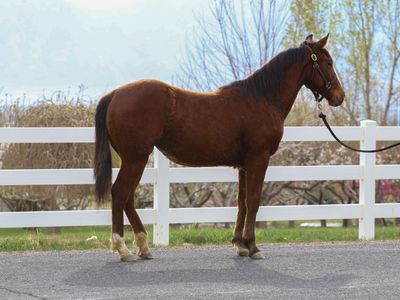 AQHA MARE. All Around Horse.