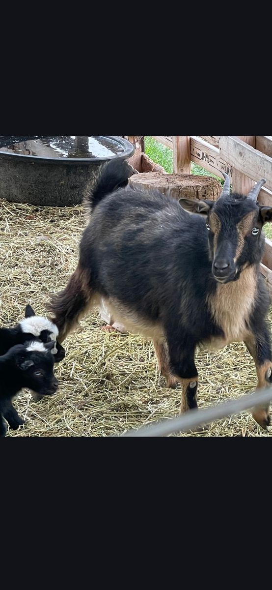 Nigerian dwarf doe