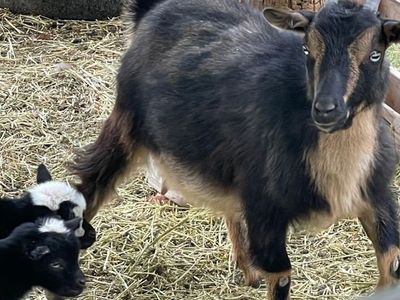 Nigerian dwarf doe