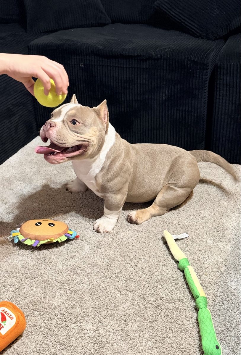 Adorable Micro American Bully Puppy - Playful and Loving Companion