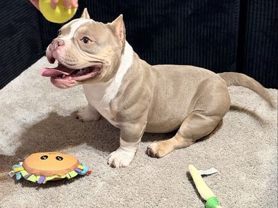 Adorable Micro American Bully Puppy - Playful and Loving Companion