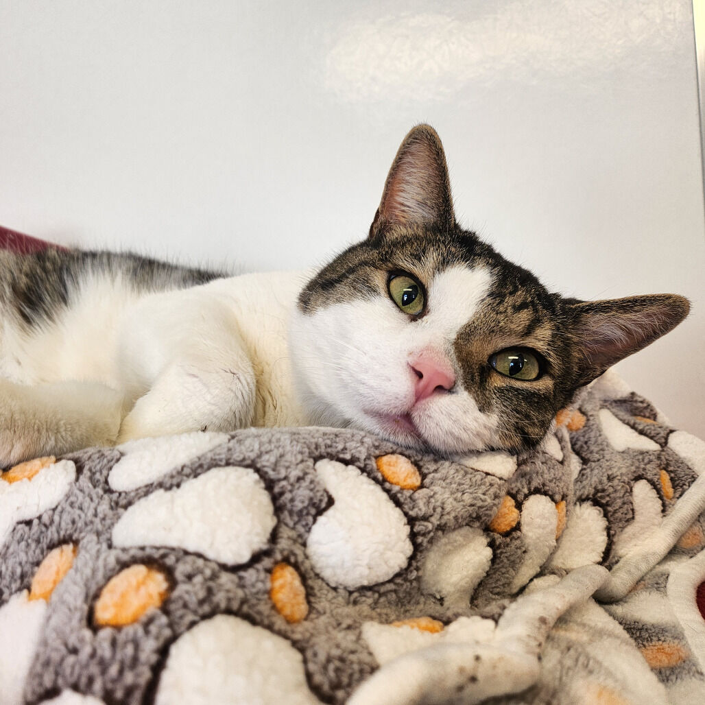 Hello my name is Ethan