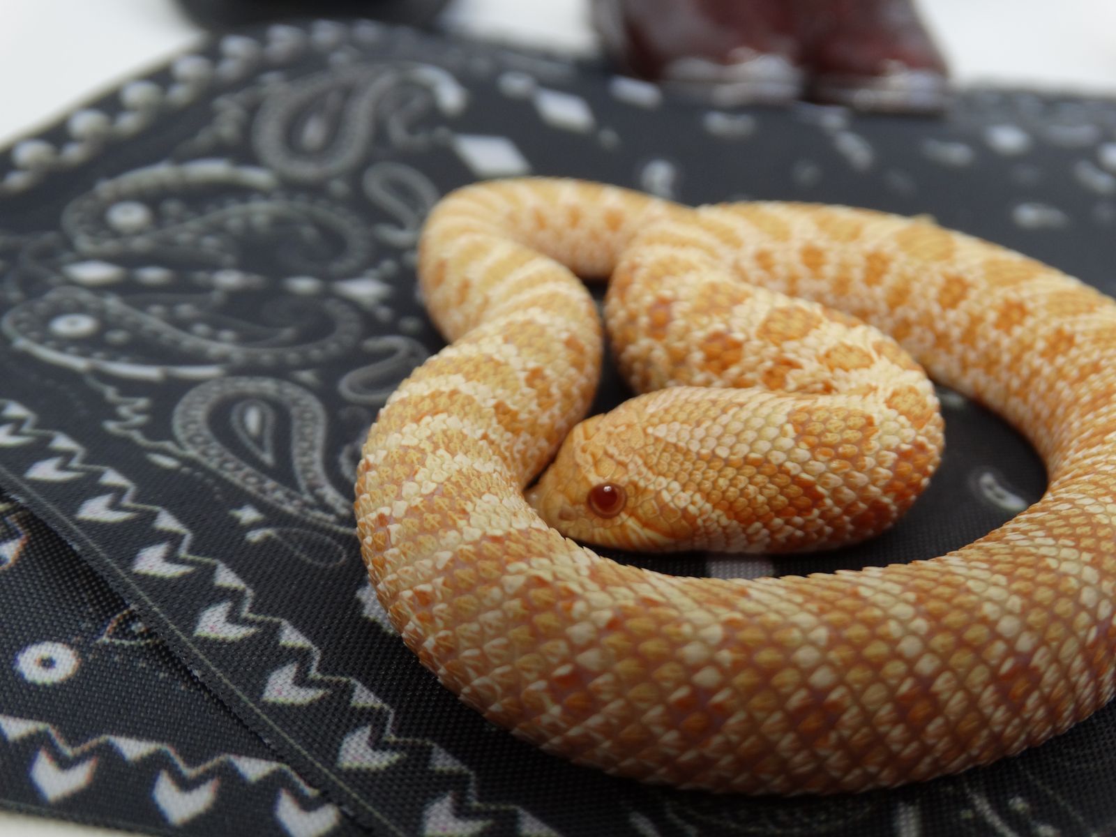 Beautiful Genetic Powerhouse Female Hognose Arctic Albino 100% Het Stormcloud