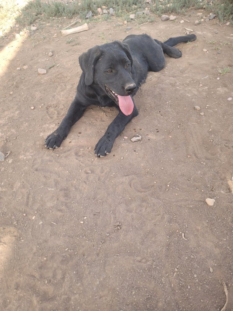 Black mix Pyrenees/Labrador Retriever Puppy - Energetic & Playful