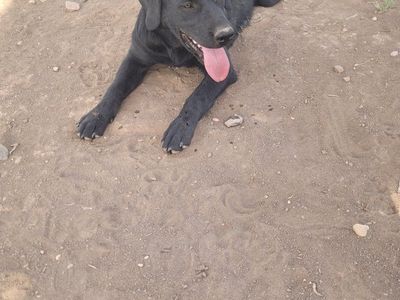 Black mix Pyrenees/Labrador Retriever Puppy - Energetic & Playful