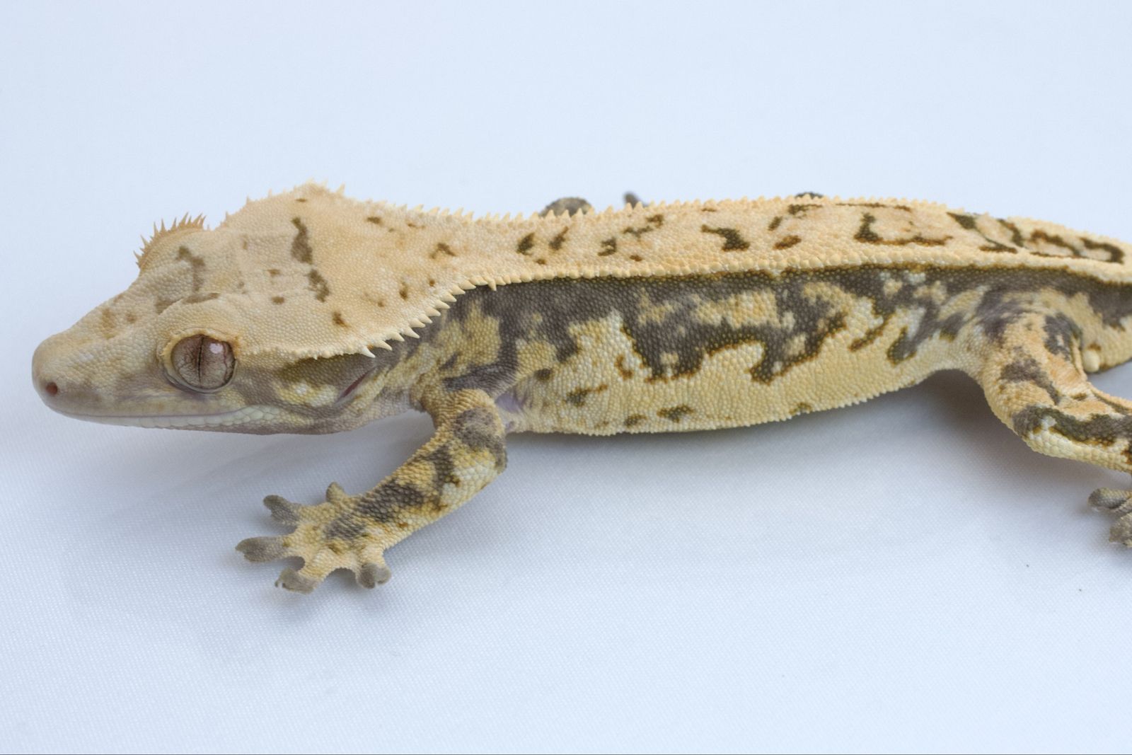 Main image 4