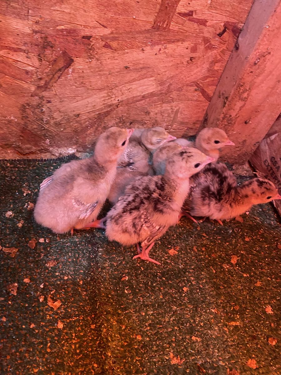 Turkey chicks