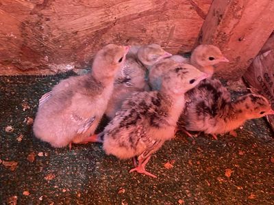 Turkey chicks