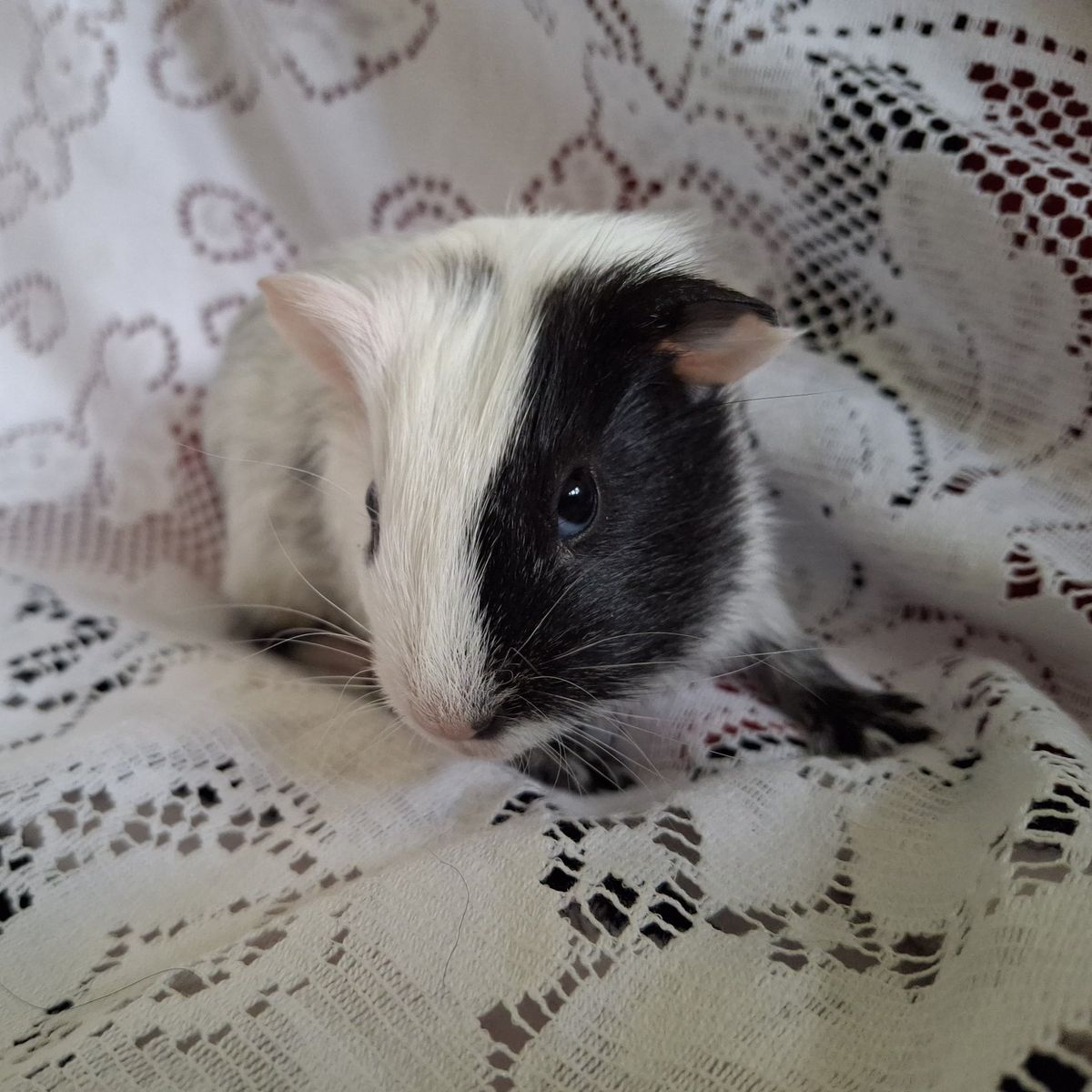 Baby Guinea Pig: Wesley