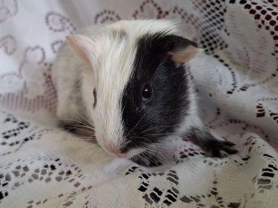 Baby Guinea Pig: Wesley