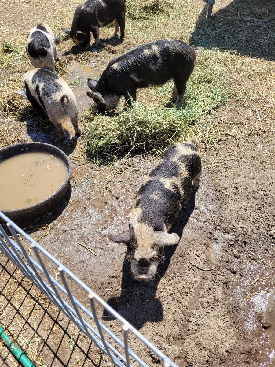 Kune Kune boar piglets