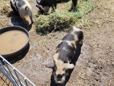 Kune Kune boar piglets