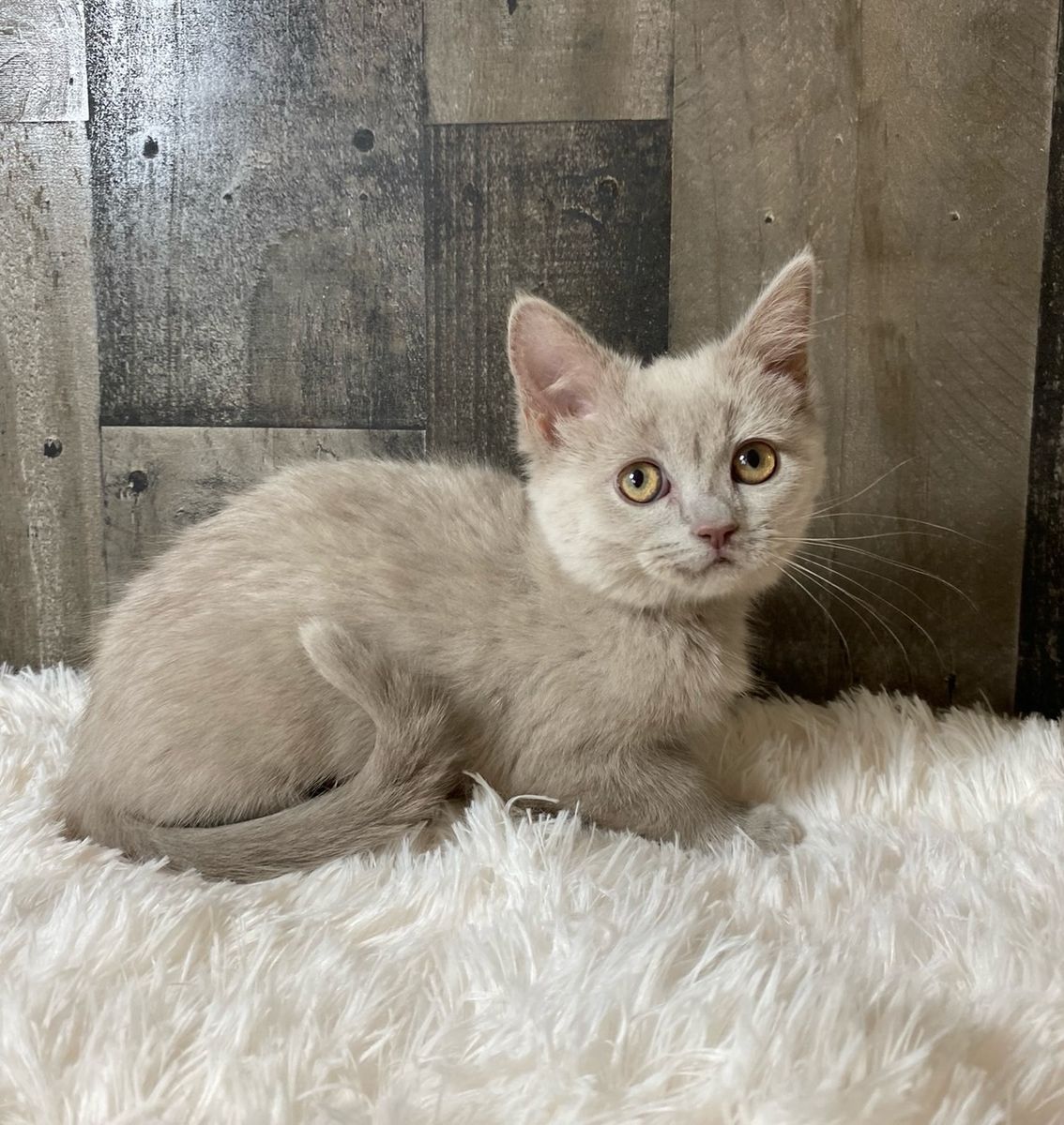 ND English Muffin kittens • Ragdoll x British Shorthair x Bengal