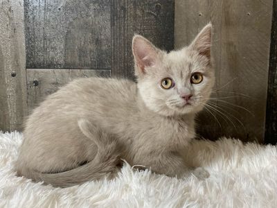 ND English Muffin kittens • Ragdoll x British Shorthair x Bengal