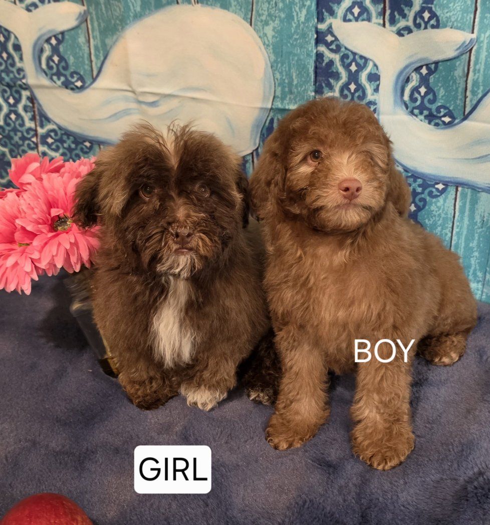 GORGEOUS MINI MALTIPOO PUPPIES