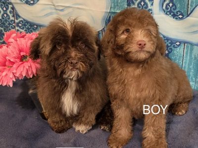 GORGEOUS MINI MALTIPOO PUPPIES
