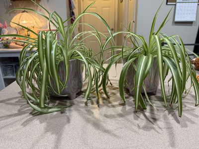 Spider Plants