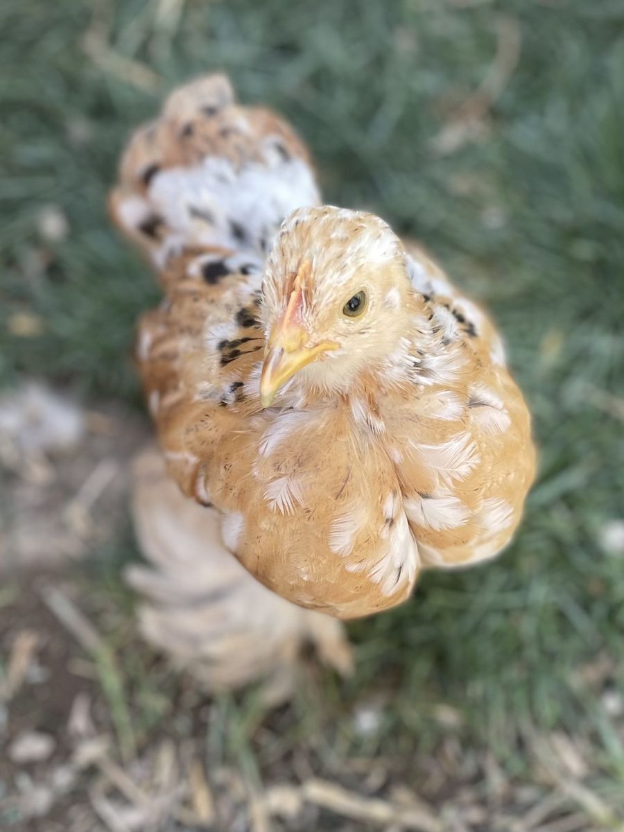 4-5 WK Old Bantam Cochin Chicks Assorted Colors