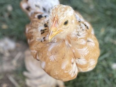 4-5 WK Old Bantam Cochin Chicks Assorted Colors