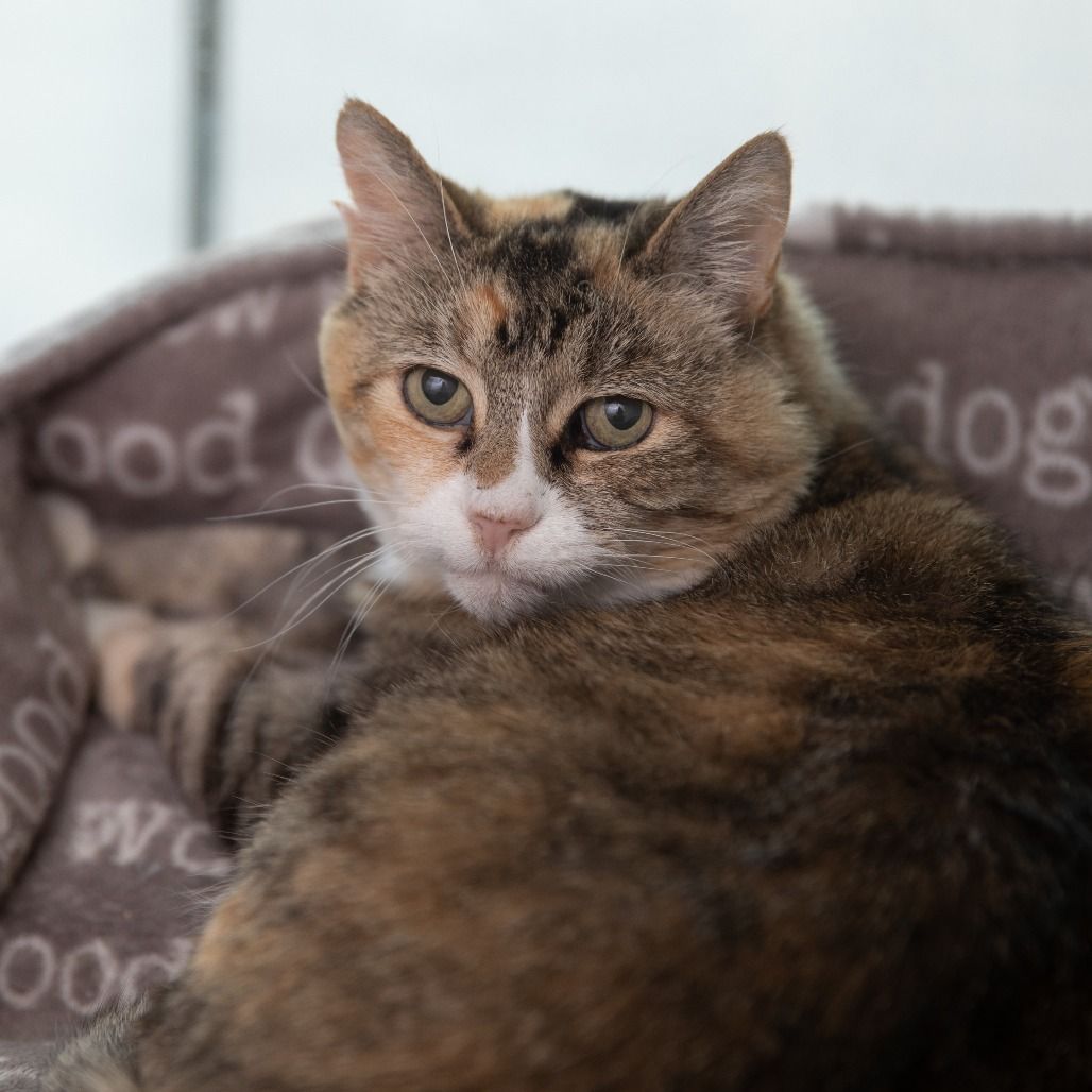 Hello my name is Snickers
