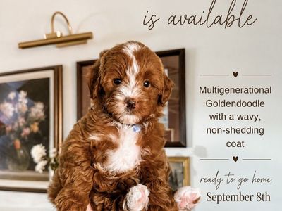 Toy Goldendoodle Puppy Ready 9/7. Health tested & OFA tested parents.