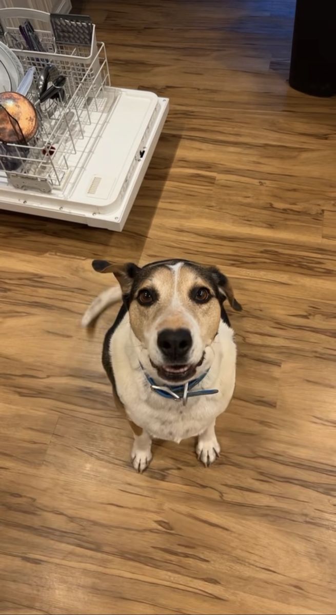 Dog, needs rehoming! 
