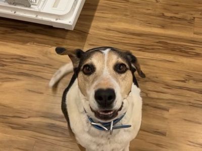 Dog, needs rehoming!