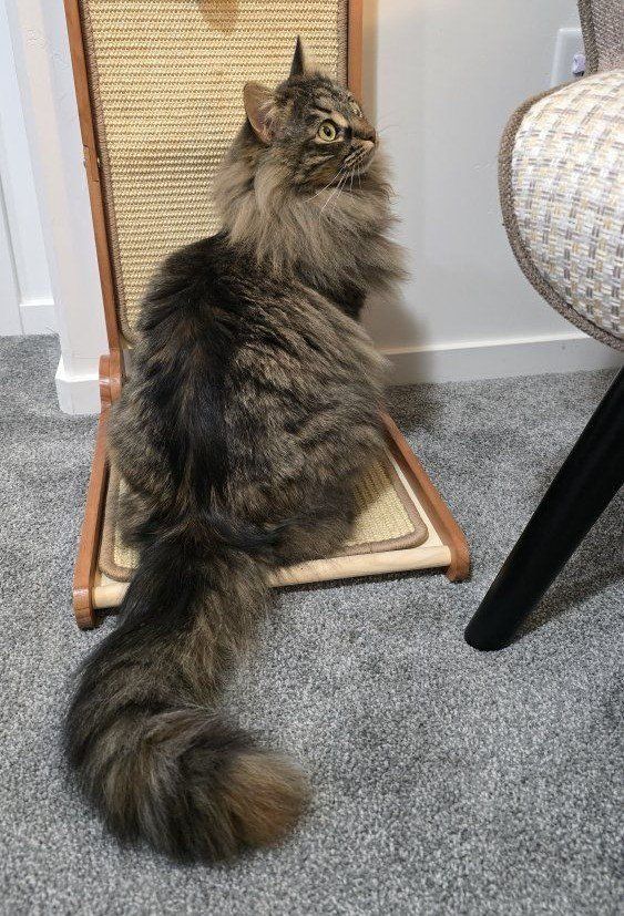 Siberian girl cat