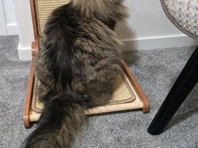 Siberian girl cat
