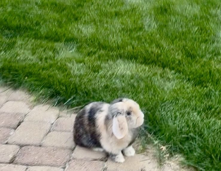 Pet Rabbits for Sale | KSL Classifieds