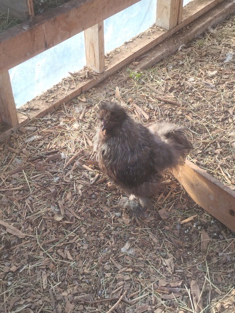 Silkie Rooster Live Bird