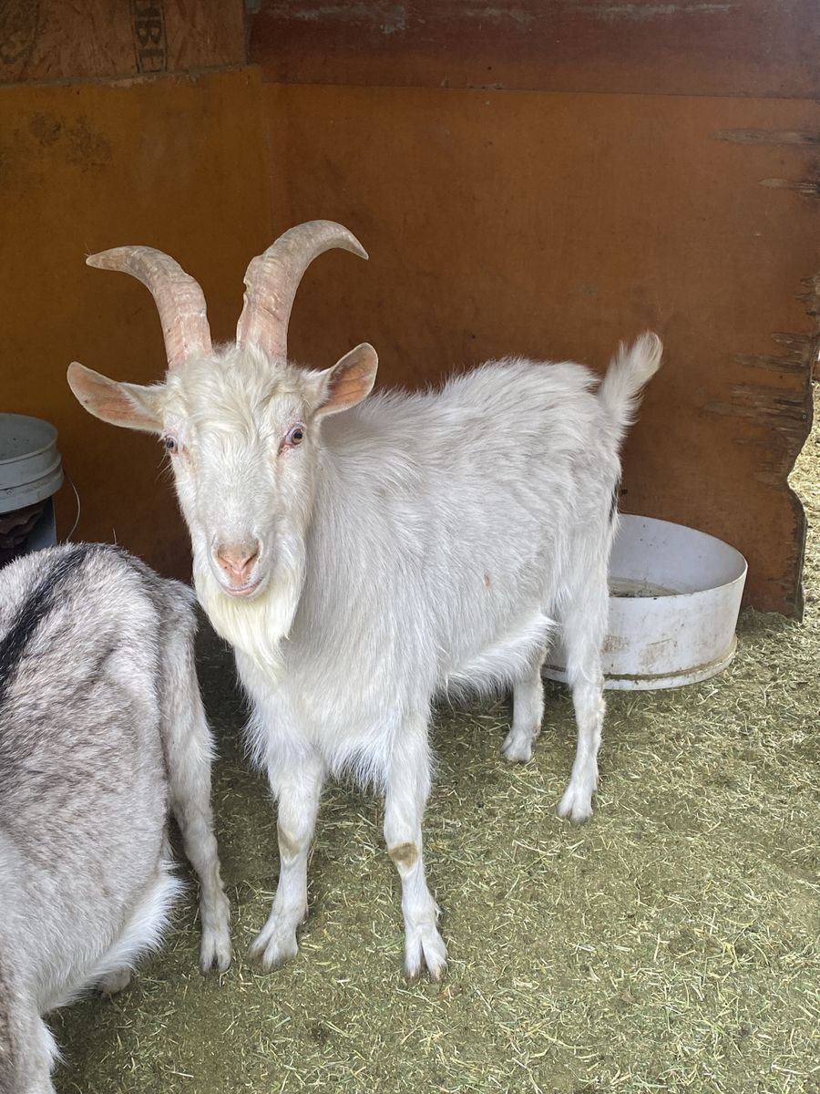 Sannen Male For Sale