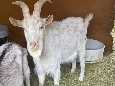 Sannen Male For Sale