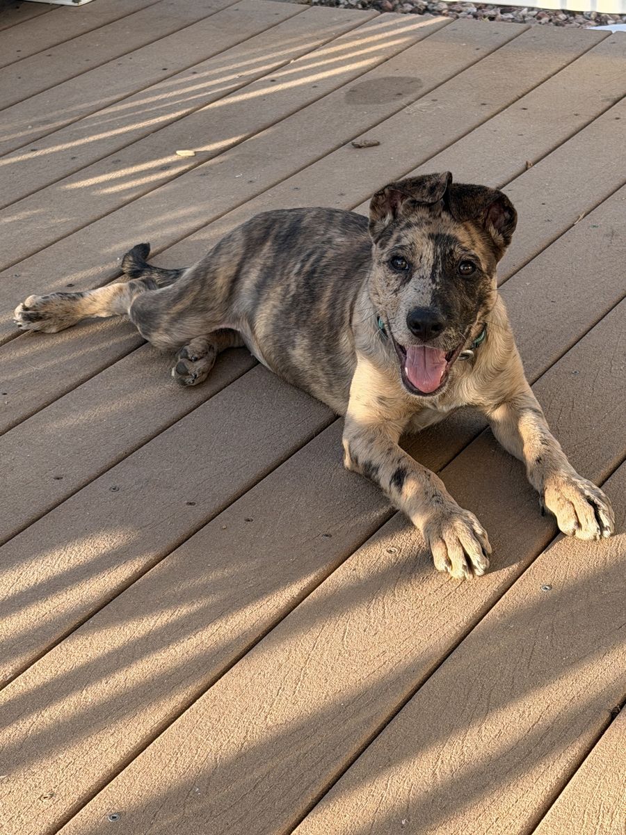 Malinois Catahoula mix