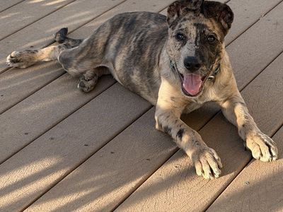 Malinois Catahoula mix