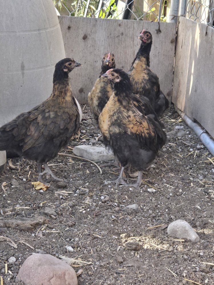 3 Laying Hens and 5 Chicks