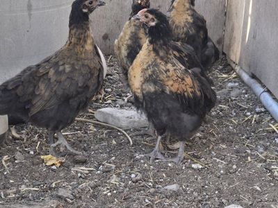 3 Laying Hens and 5 Chicks