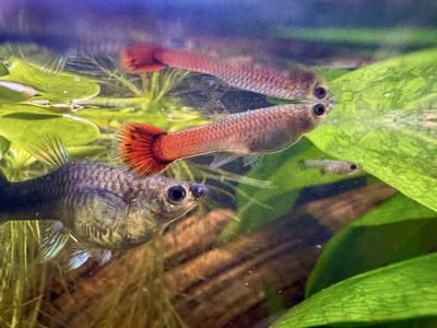 Guppy Fry (Glass, Cobra, Tuxedo, Tequila Sunrise)