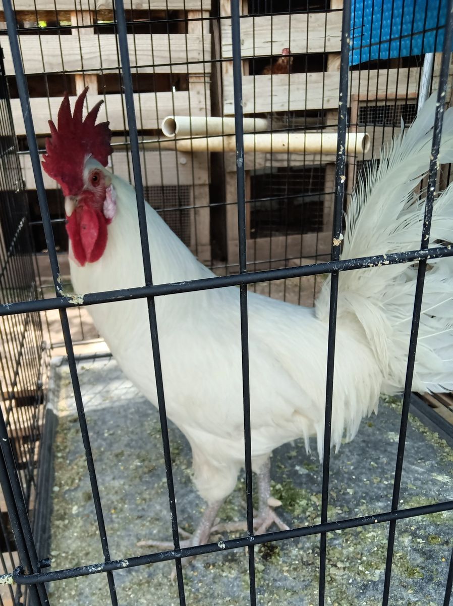 American Bresse rooster