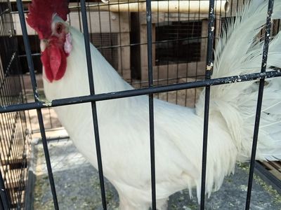 American Bresse rooster
