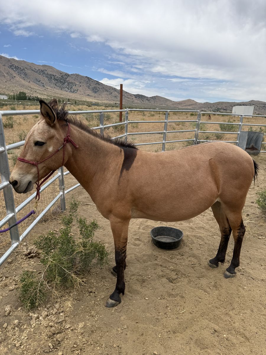 Buckskin mule