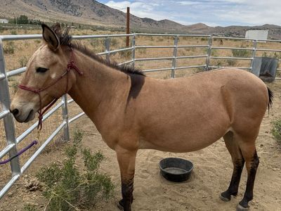 Buckskin mule